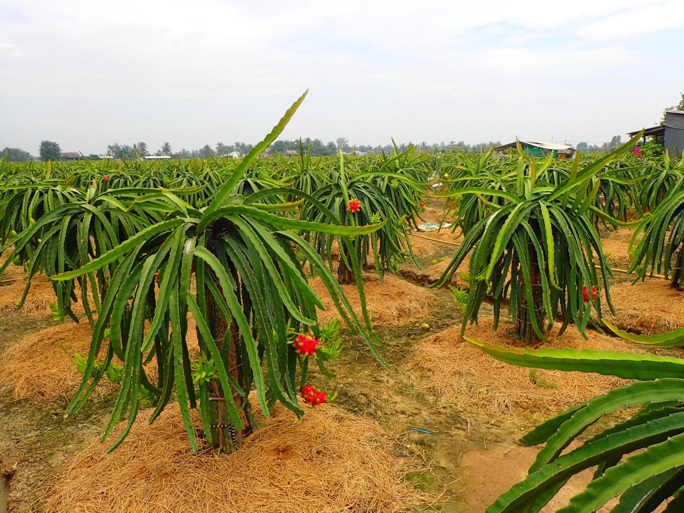 Dragon plantation Mekong delta