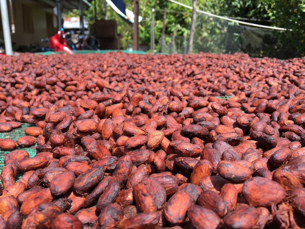 Cacao farm in mekong delta