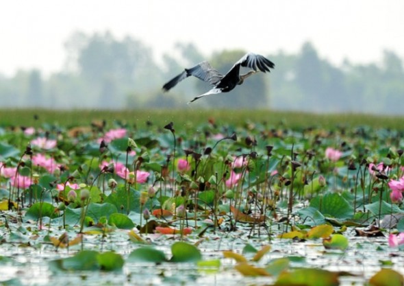 Bird watching Mekong Delta